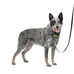 PetSafe Easy Walk Comfort No-Pull Dog Harness