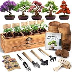 Avergo Bonsai Tree Kit - Japanese Bonzai Starter Set