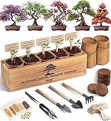 Avergo Bonsai Tree Kit - Japanese Bonzai Starter Set