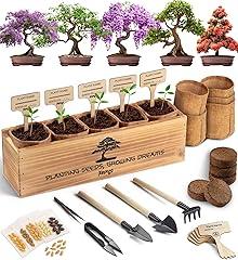AVERGO Bonsai Tree Starter Kit