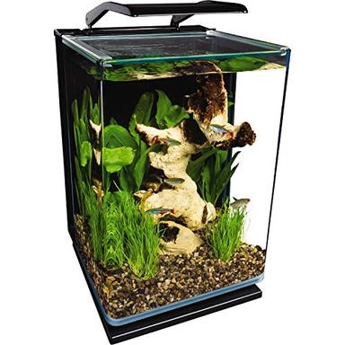 betta fish kit
